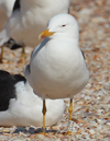 1cy fuscus in August, ringed in Finland. (81365 bytes)
